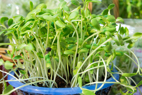 Sunflower sprouts.