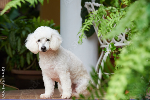 pure breed french poodle