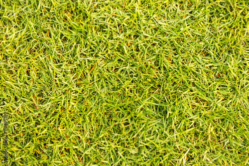 grass texture Golf Course for design pattern and background.