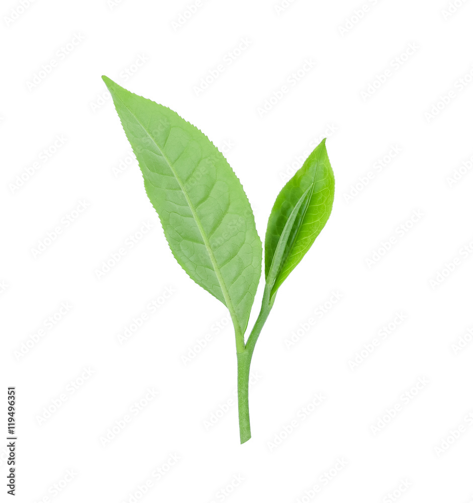 Green tea leaf isolated on white background. Green tea leaf isolated on white background.