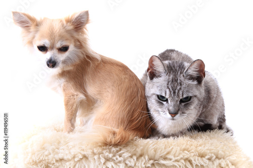 Fototapeta Naklejka Na Ścianę i Meble -  cat and chihuahua are resting