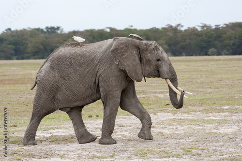 Adult male elephant walking on the African savannah with white bird on back