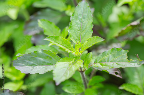 closeup Holy Basil (Ocimum sanctum) photo