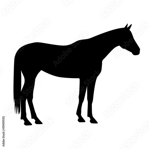 Mustang horse, shade picture