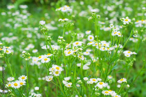 field of daisies,selective focus