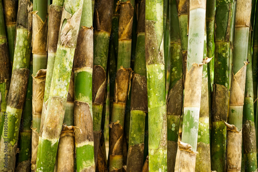 Naklejka premium Bamboo forrest close up