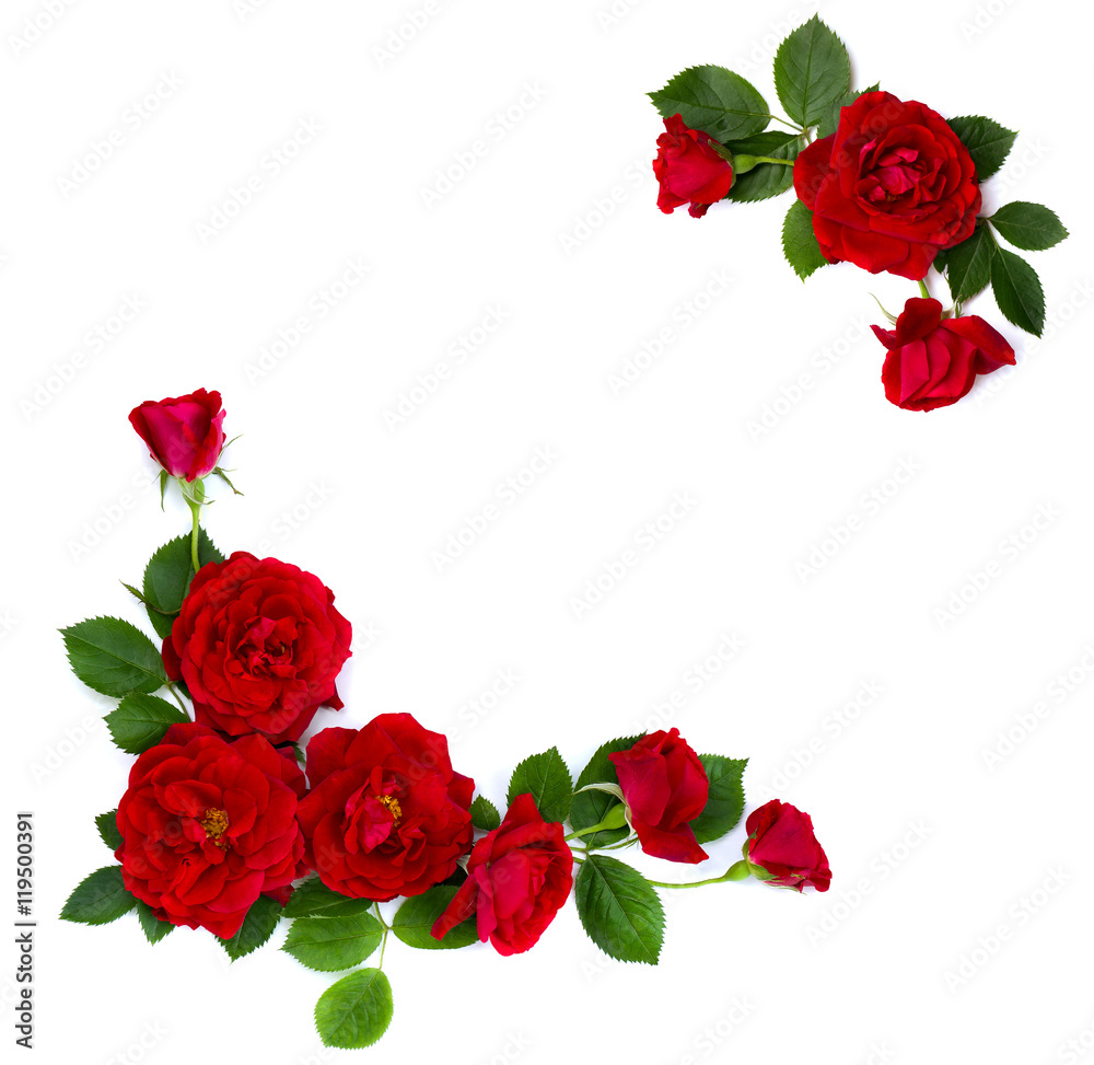 Frame of red roses (shrub rose) on a white background with space for text Frame of red roses (shrub rose) on a white background with space for text