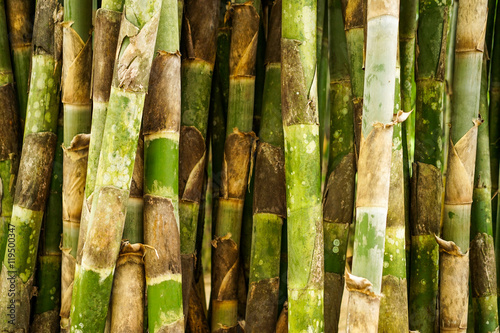 Bamboo forrest close up