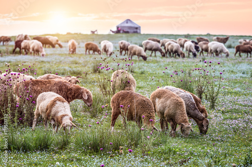 A flock of sheep on the grassland.