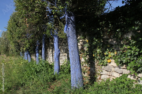 abbaye de Salagon, Mane, 04 photo