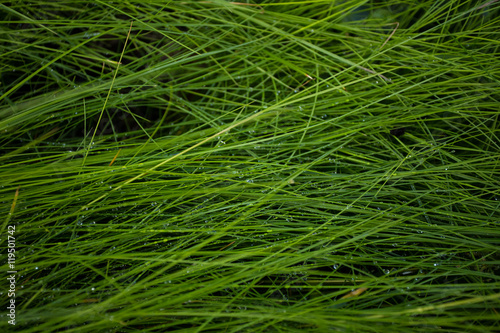 Green grass with dew drops background.