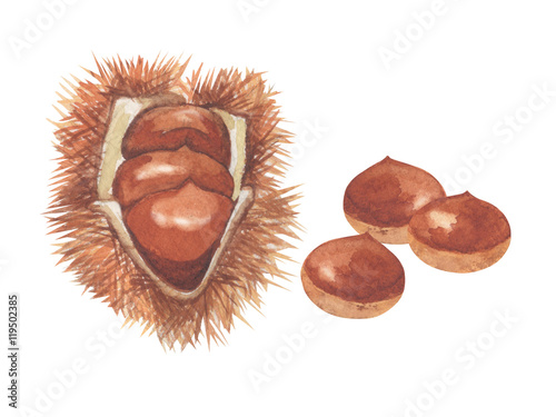 chestnut. watercolor painting on white background