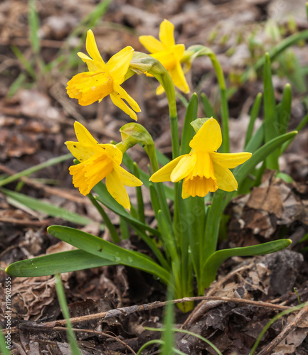 Blooming yellow daffodils