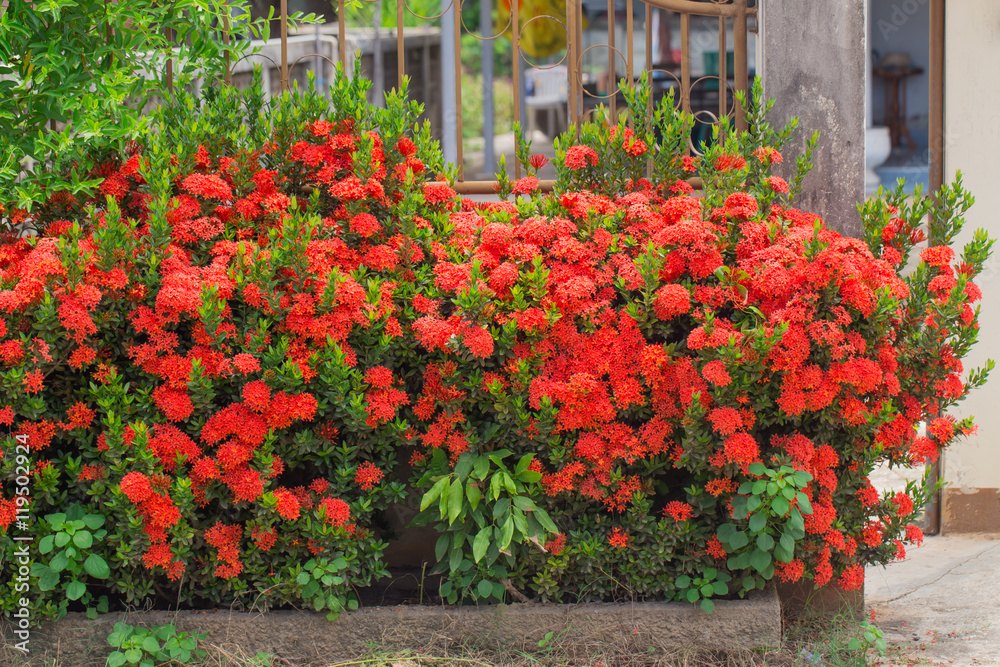 Red Ixora flower in Thailand