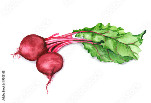 Hand drawn watercolor illustration of red beet with green leaves isolated on the white background