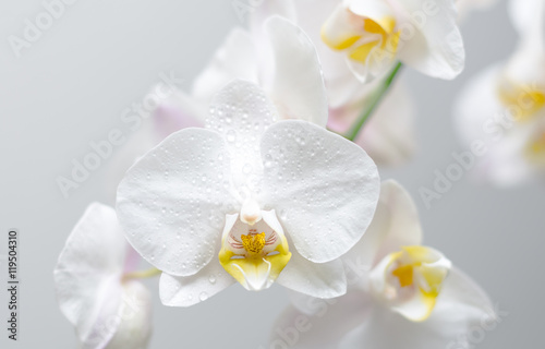 orchid  e phalaenopsis
