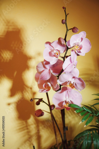 Pink orchid flower on a yellow background