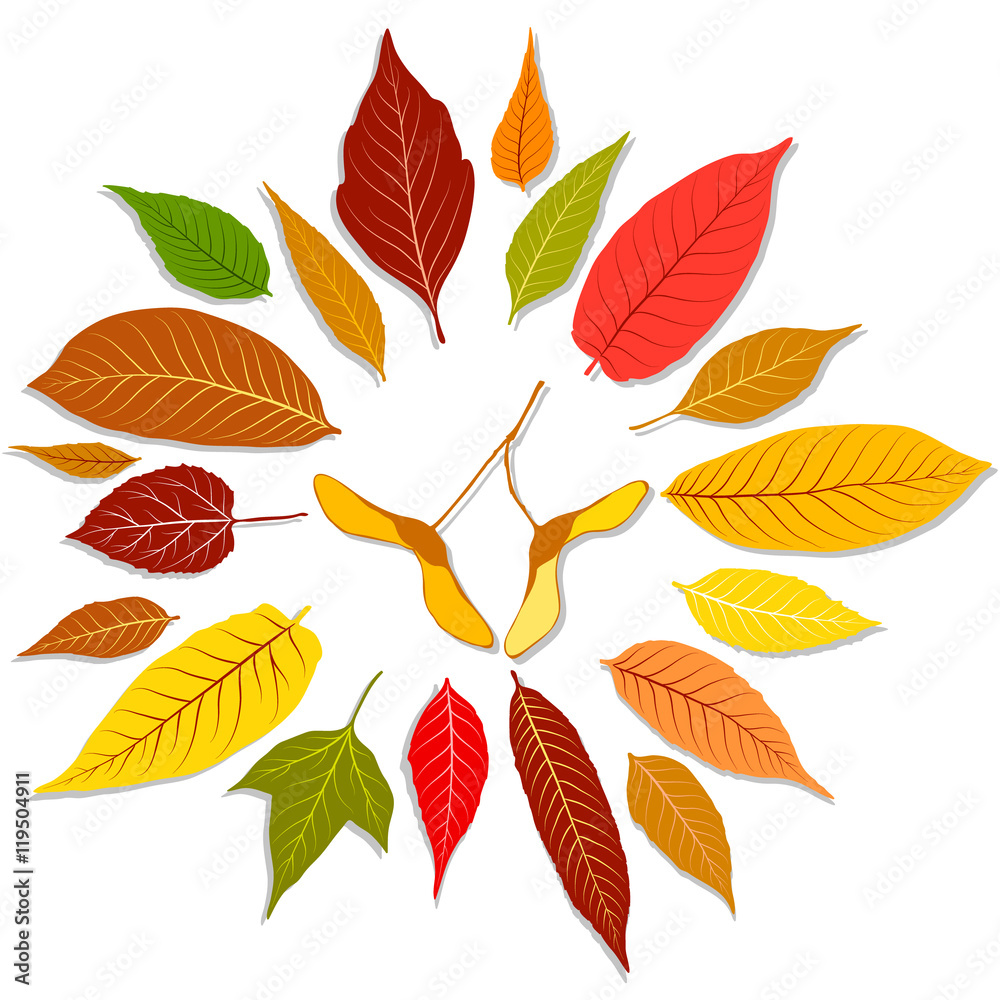 Obraz premium Set of colorful autumn leaves vector