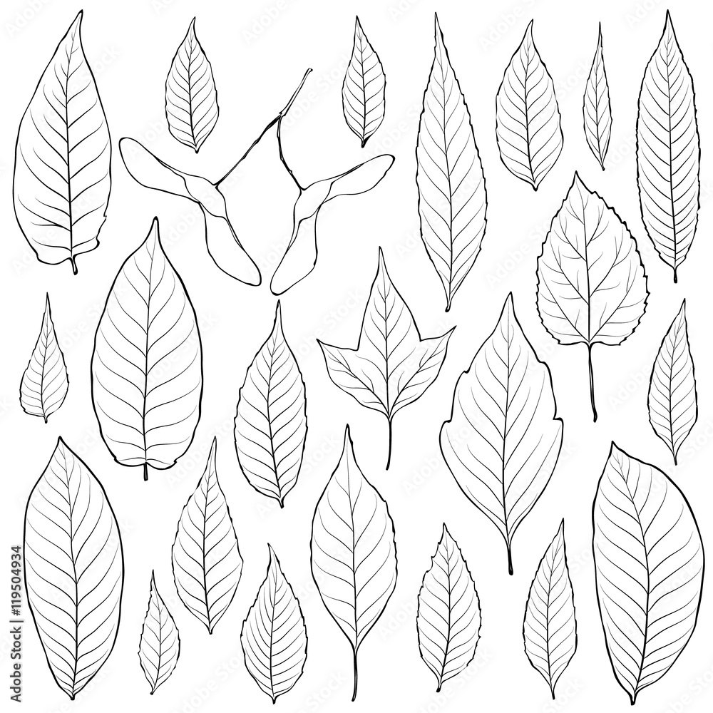 Leaves outline set vector. Coloring book page for adult