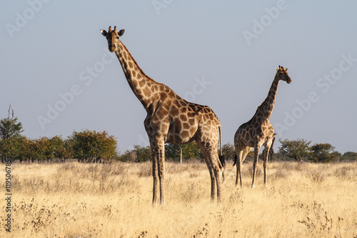 Namibia - Giraffe im Etoscha Nationalpark