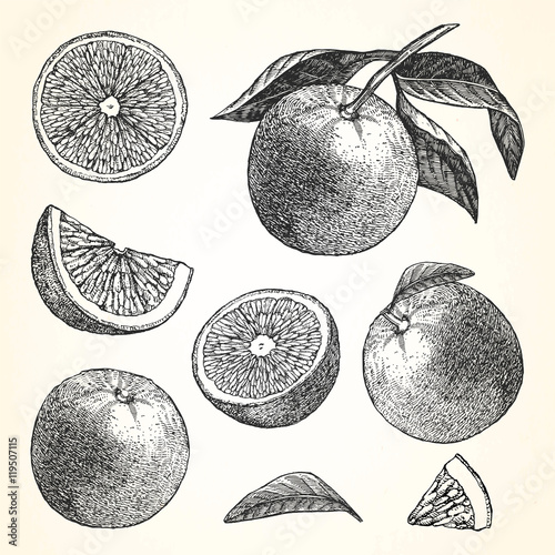 Hand-drawn illustration of Orange. Vector