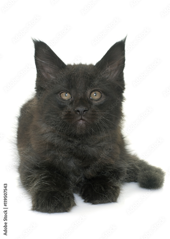 Fototapeta premium maine coon kitten