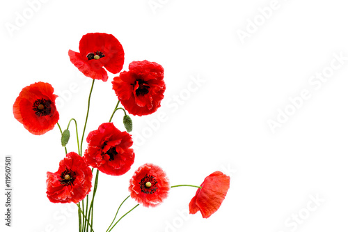 Red poppies  Binomial name  Papaver rhoeas    common names  corn poppy  corn rose  field poppy  Flanders poppy  red weed  coquelicot  headwark  on white background with space for text.