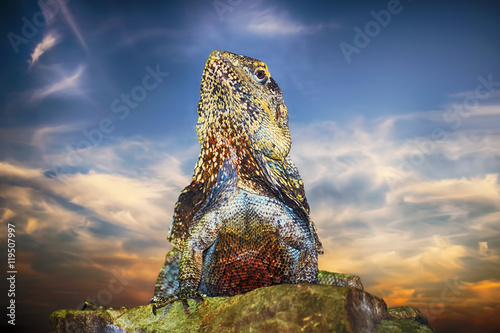 Guatemalan Spiny-tailed Iguana photo