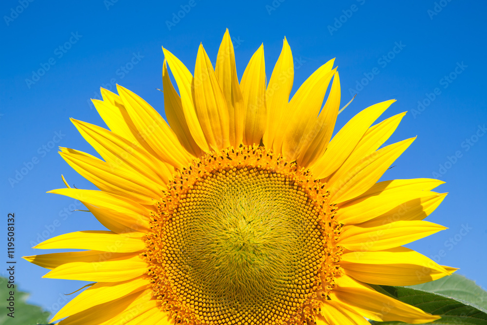 Obraz premium Sunflower at blue sky background