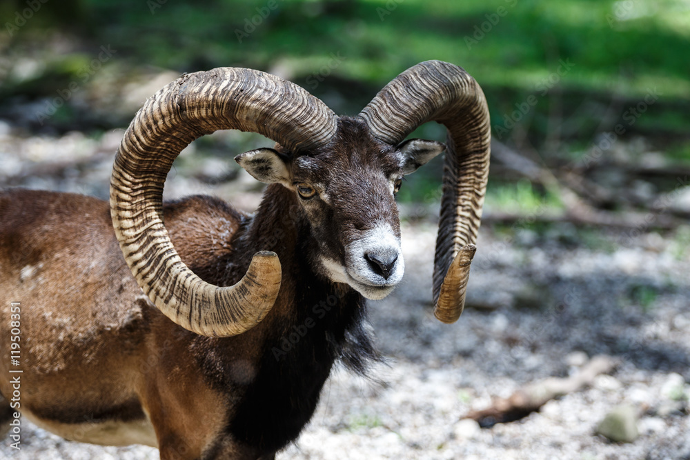 Europäischer Mufflon - Ovis gmelini musimon Europäischer Mufflon - Ovis gmelini musimon