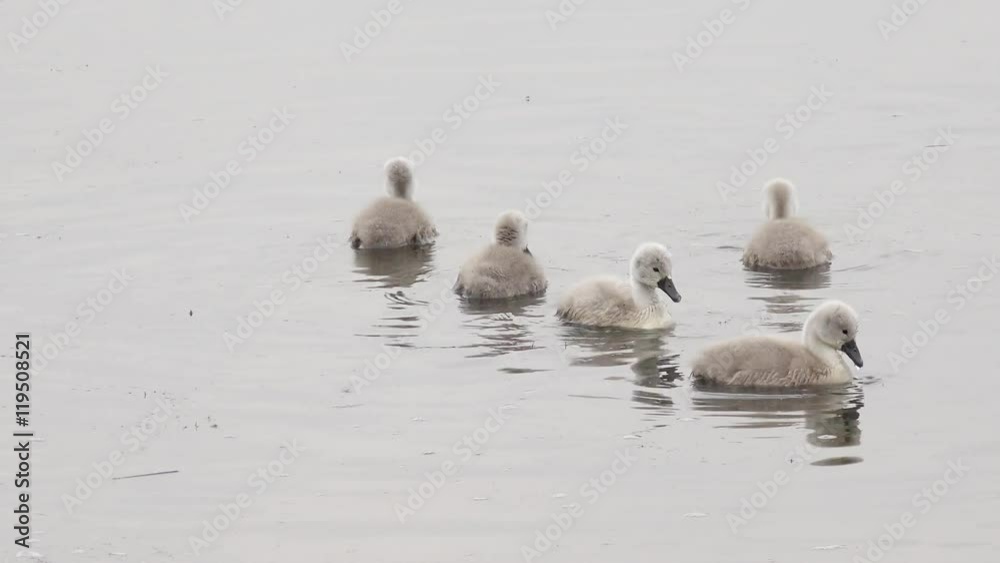 swan cygnets swimming in the lake swan cygnets swimming in the lake