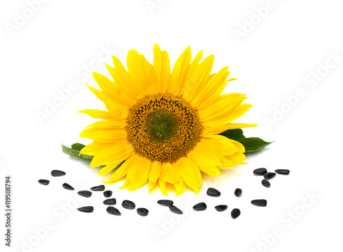 Flower and seed of sunflower (Helianthus) on white background