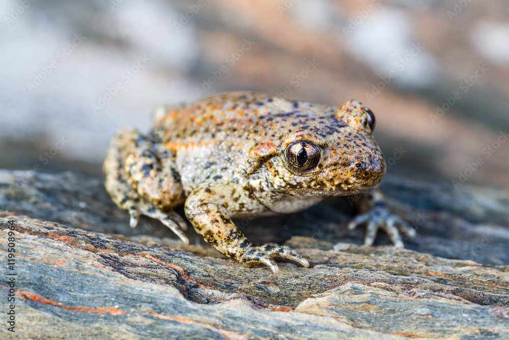 Cría de Sapo Corredor. Bufo calamita. Epidalea. Cría de Sapo Corredor. Bufo calamita. Epidalea.