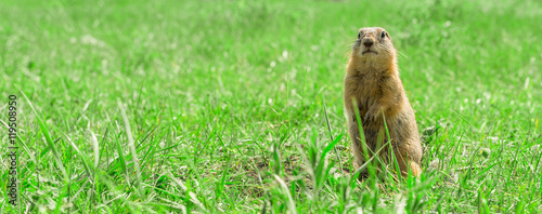 Photos Gopher standing and starring on meadow
