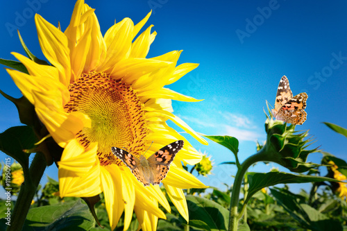Beautiful sunflower against the blue sky and butterfly collecting pollen in summer season