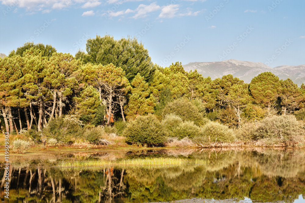 Pinar de Pino Negral, Pinus pinaster y aguas del Embalse de Tabuyo del Monte, León. Pinar de Pino Negral, Pinus pinaster y aguas del Embalse de Tabuyo del Monte, León.