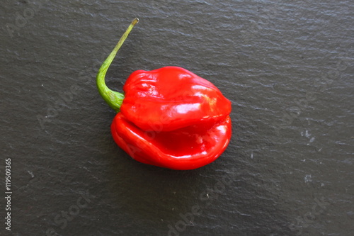 Red Habanero chili pepper on slate plate photo