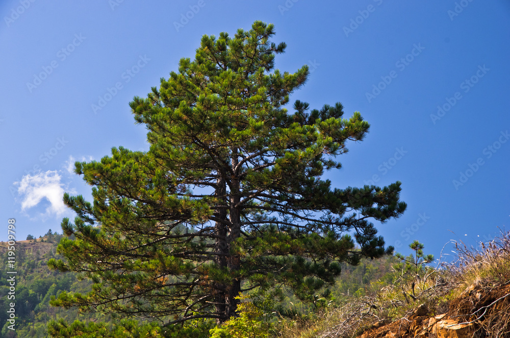 Obraz premium Pine tree on mountain Troglav at late summer, west Serbia