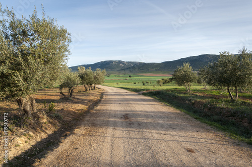 Dirt road between olive groves in an agricultural landscape in La Mancha  Ciudad Real Province  Spain. In the background can be seen the Toledo Mountains