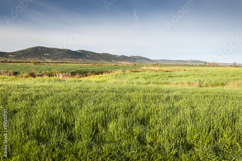 Barley fields in an agricultural landscape in La Mancha, Ciudad Real Province, Spain. In the background can be seen the Toledo Mountains