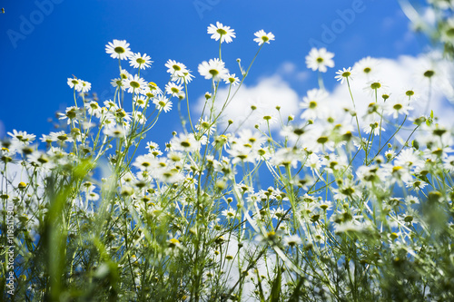 Field of many white camomile on the blue sky background