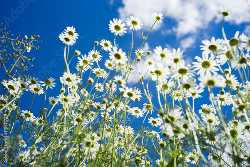 Field of many white camomile on the blue sky background