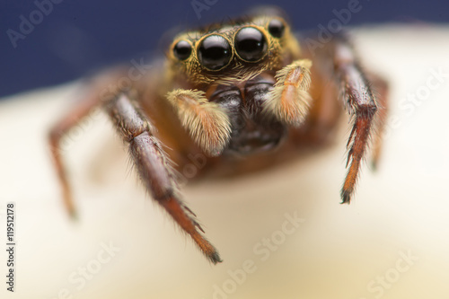 Brown and cream jumping Spider - Evarcha proszynskii,