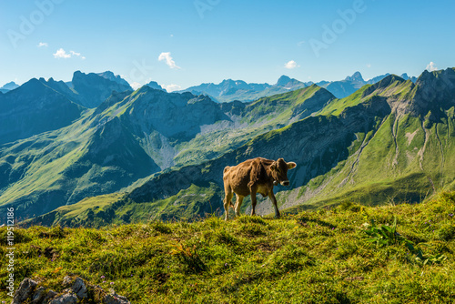 Lone cow in an alpine pasture in the Allgau Alps
