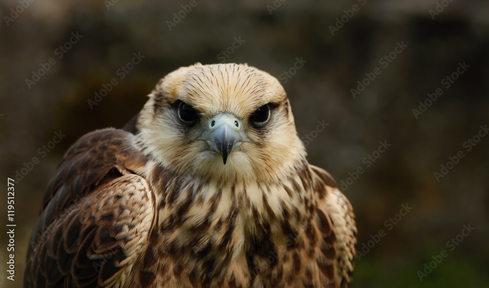 Buteo buteo Buteo buteo
