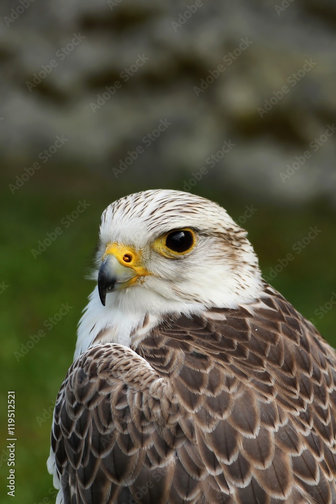 Obraz premium White buteo buteo