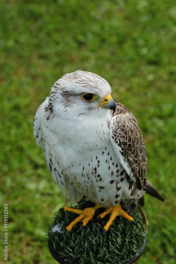 Fototapeta premium White buteo buteo