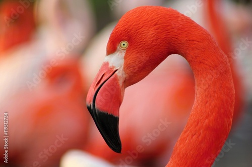 Detail of flamingo