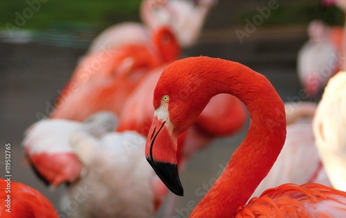 Detail of flamingo