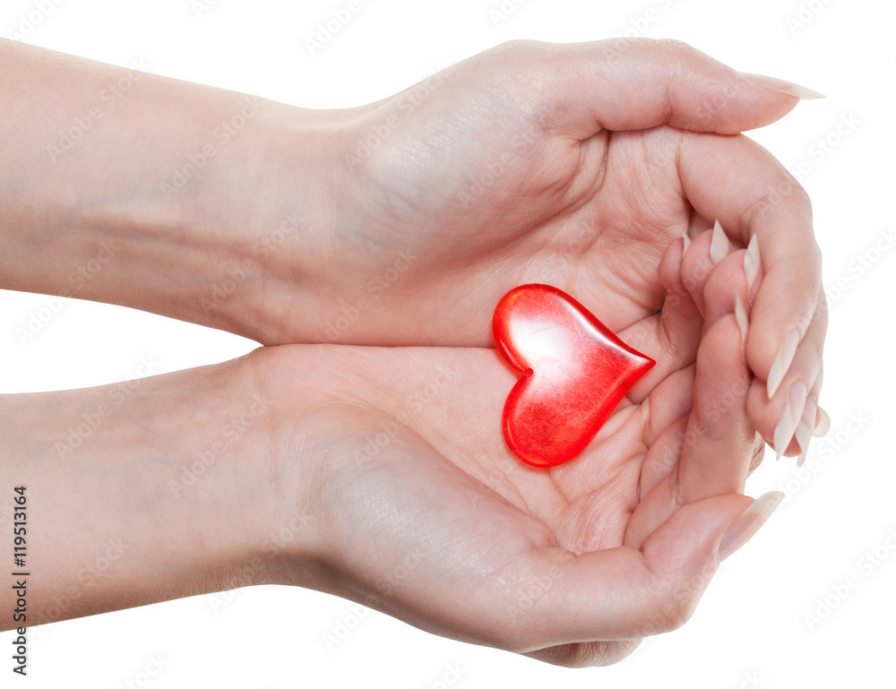 red heart on female palms isolated on white red heart on female palms isolated on white